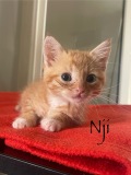 Nji1