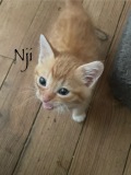 Nji2