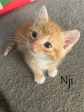 Nji3