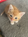 Nji4