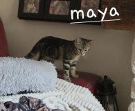 maya-1