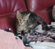 maya