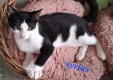 1_Syrius1