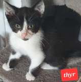 Thyr3
