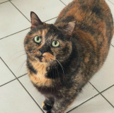 Tia1