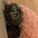 Tia3