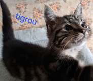 Tigrou1