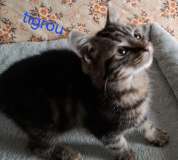 Tigrou2
