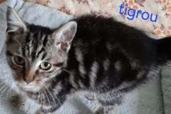 Tigrou3