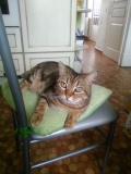 Timmy