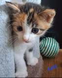 Kaly