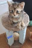 Kity1