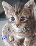 Kity2