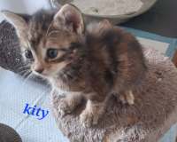 Kity3