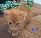 Tom1
