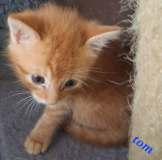 Tom2