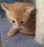 Tom3