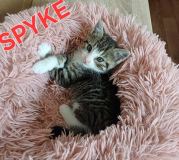 Spyke