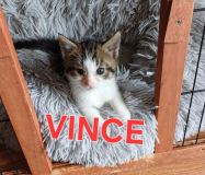 Vince