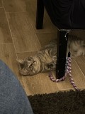 IMG_3785
