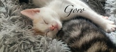 Goro3