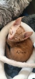 Kitsune2