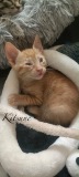 Kitsune3