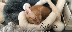Kitsune4