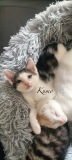 Kumo2