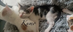Kumo3