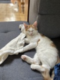 photo_11